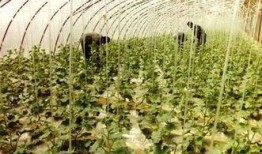 阳谷吃瓜群,揭秘民间热点事件的“舆论风向标”