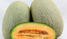 徐伦吃哈密瓜,徐伦畅享哈密瓜美味时光