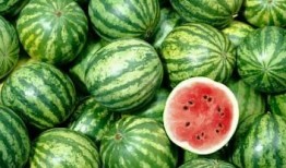 深圳lc club吃瓜,揭秘网红打卡地的吃瓜趣事