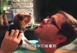 动物看吵架吃瓜,动物视角下的“吵架吃瓜”现象解析