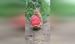 小程序小兔吃瓜,趣味互动，轻松消暑的小程序体验