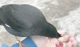 八哥吃瓜,揭秘娱乐圈的幕后故事