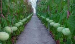 阳谷吃瓜群,揭秘民间热点事件的“舆论风向标”