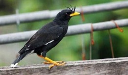 八哥吃瓜,揭秘娱乐圈的幕后故事