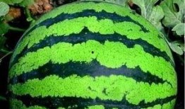 福手瓜怎么吃,探索美味与营养的完美结合