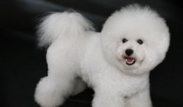 比熊吃蓝瓜,蓝瓜奇遇记