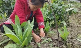 赣州燕子 吃瓜,揭秘吃瓜背后的故事与趣味