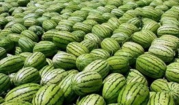 守家吃瓜年,共度欢乐守岁时光