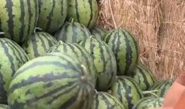 全是吃瓜的视频,吃瓜群众围观娱乐圈大事件