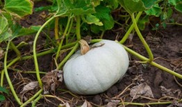 栗瓜怎样吃,从家常到创意料理