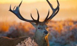 搜索麋鹿吃瓜日记,瓜果飘香中的自然生活