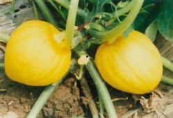 栗瓜怎样吃,从家常到创意料理