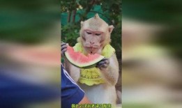 搞笑猴子吃瓜图片,搞笑瞬间引网友爆笑