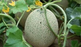 徐伦吃哈密瓜,徐伦畅享哈密瓜美味时光