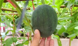 被网暴吃瓜,揭秘网络暴力的双重效应