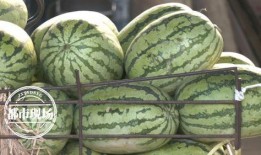 网上卖的瓜怎么吃,解锁瓜果美味新境界