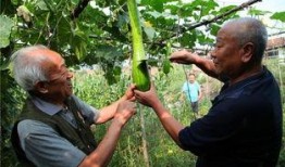 北方砍瓜怎么吃,北方砍瓜的多样食法探索