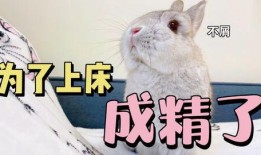 吃瓜的兔子1140,揭秘网络热梗背后的故事