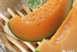 哈密瓜嫩瓜怎么吃,哈密瓜嫩瓜的多样美味食用指南