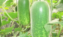 等着吃大瓜图片,揭秘“大瓜”背后的故事