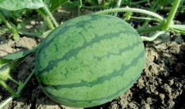 吃瓜4号,一场网络热点的狂欢与反思