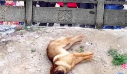 吃瓜群众指什么动物,揭秘猴子的社交智慧