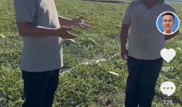 宁夏吃瓜视频播放,揭秘当地特色美食与风土人情