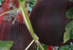 儋州吃瓜视频,揭秘当地特色美食与风土人情