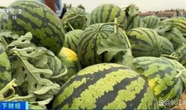 吃热瓜,热瓜消暑，尽享清凉时光