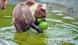 动物看吵架吃瓜,动物视角下的“吵架吃瓜”现象解析