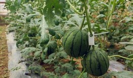 嘉兴小阿姨吃瓜,嘉兴小阿姨的瓜田奇遇记