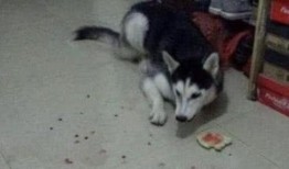 二哈吃瓜劝架,一场温馨的调解秀