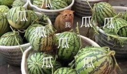 反转吃瓜,揭秘娱乐圈背后的真相与反转