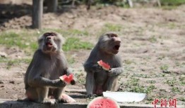 动物看吵架吃瓜,动物视角下的“吵架吃瓜”现象解析