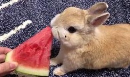 吃瓜的兔子1140,揭秘网络热梗背后的故事