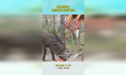 吃瓜大猪,揭秘娱乐圈背后的那些事儿