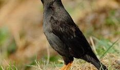 八哥吃瓜,揭秘娱乐圈的幕后故事