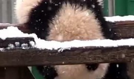 吃瓜小熊后妈,吃瓜小熊后妈的逆袭之路