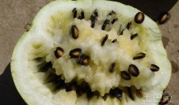 孕妇梦见吃籽瓜,籽瓜寓意着孕育新生命的喜悦