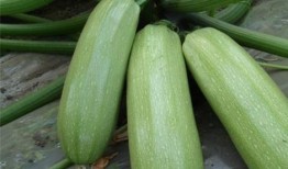 西乌吃瓜,揭秘网络热点的背后故事