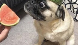 吃瓜表情包可爱的,吃瓜表情包的可爱魅力