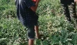 村民围观吃瓜,揭秘乡村生活百态