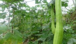 北方砍瓜怎么吃,北方砍瓜的多样食法探索