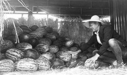 威县吃瓜群众案件,揭秘网络谣言背后的真相