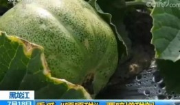 吃瓜吃到甜蜜素,吃瓜也能尝到甜蜜滋味