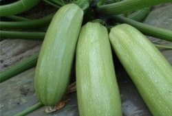 吃梢瓜有啥好处,揭秘梢瓜的五大益处”