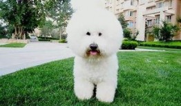 比熊吃蓝瓜,蓝瓜奇遇记