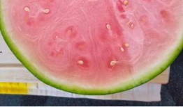 如何实现吃瓜自由,揭秘轻松享受美食的秘诀