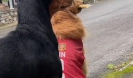 吃瓜群众指什么动物,揭秘猴子的社交智慧